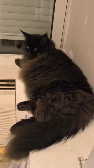 @TiTi.l'amour.des.animaux 🎙️