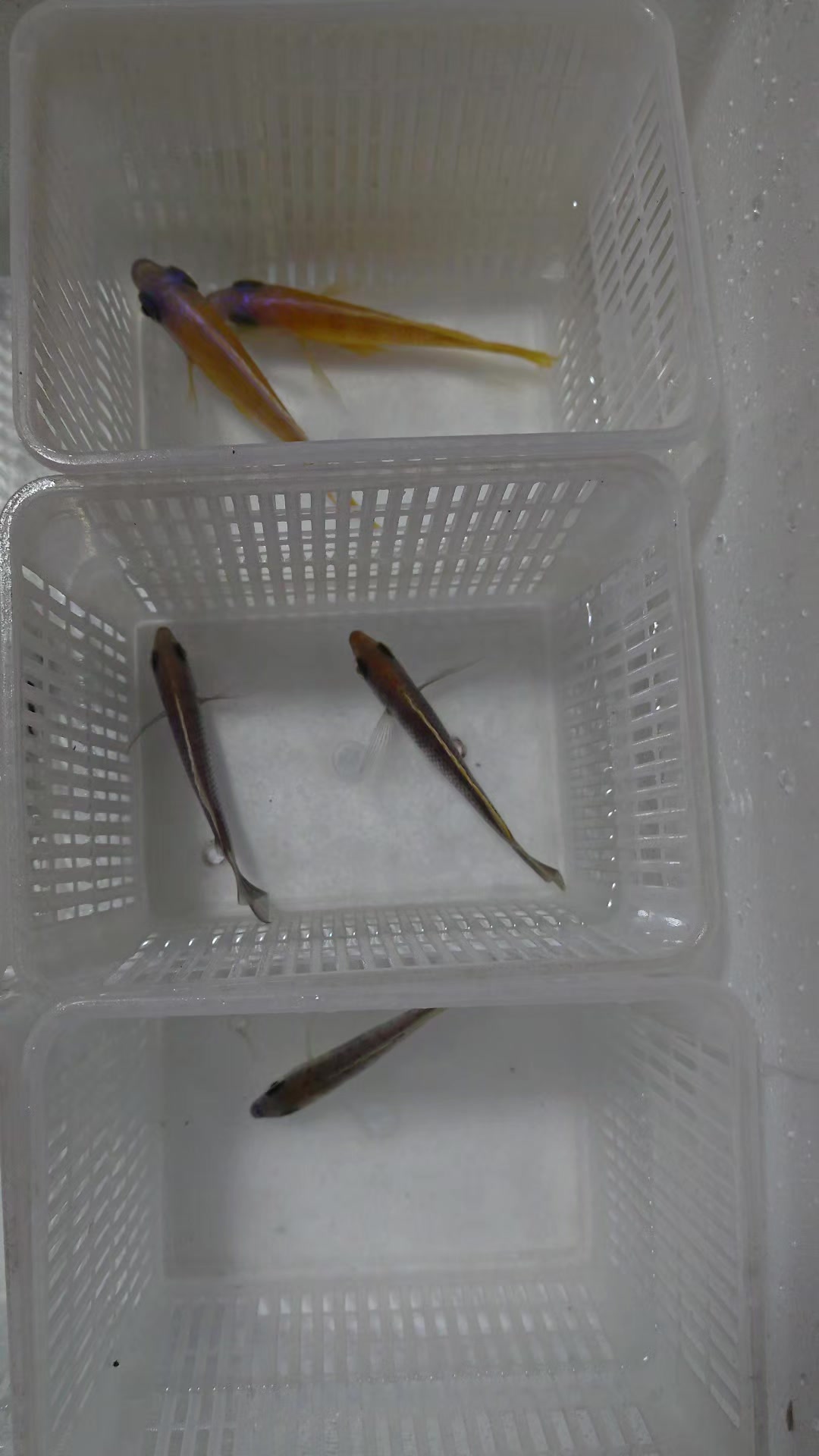 @Long life pet fish co. Ltd