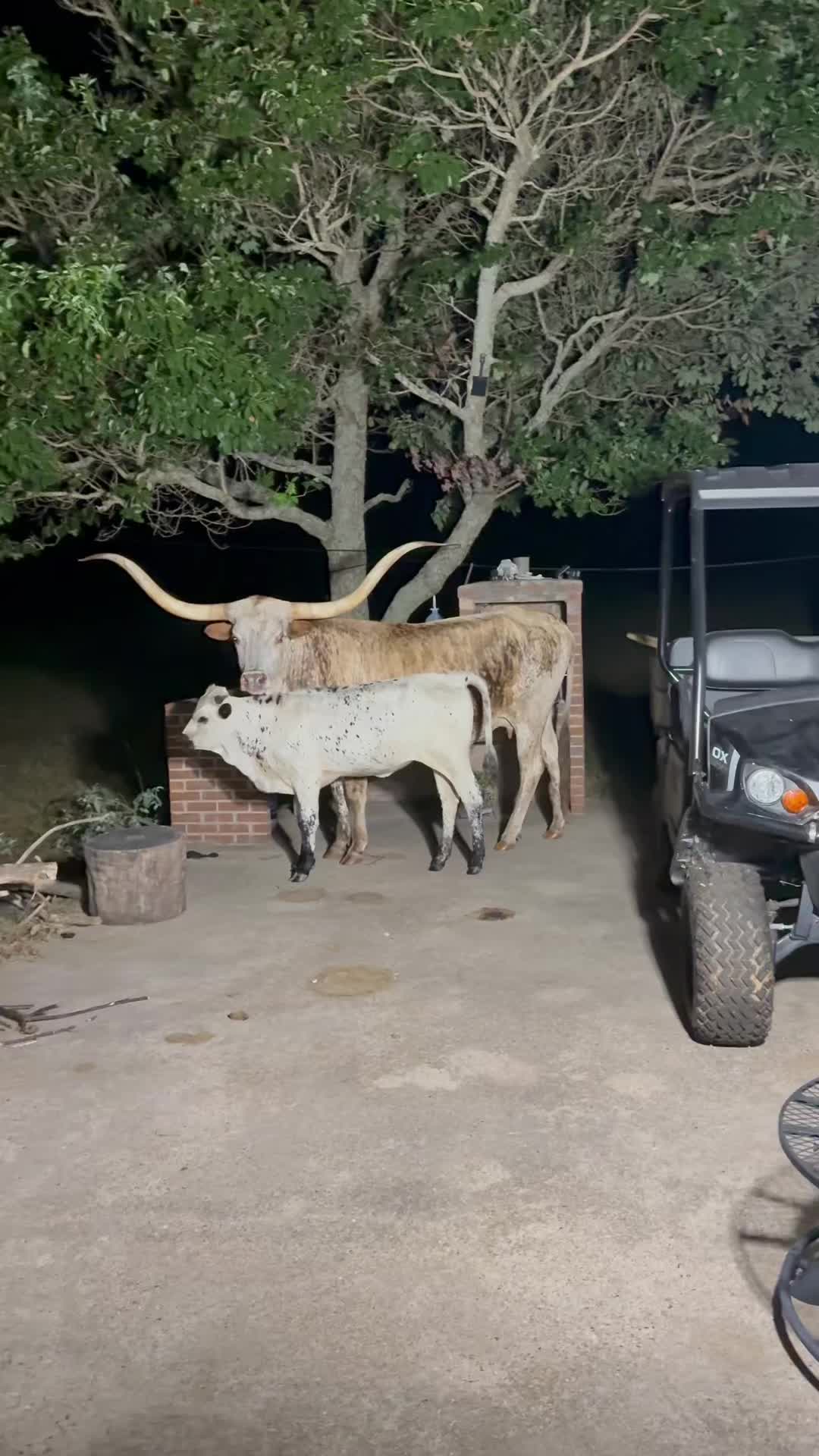 @bar_m_longhorns