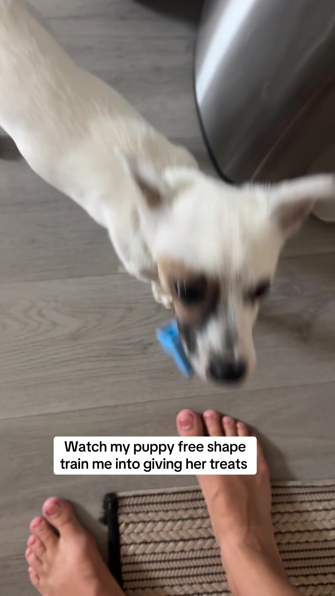 @slowdayzwithdogs