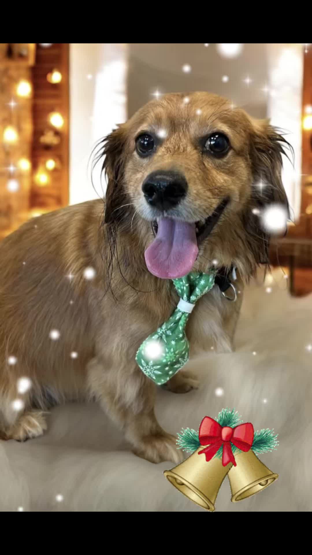 @The Dapper Doggies