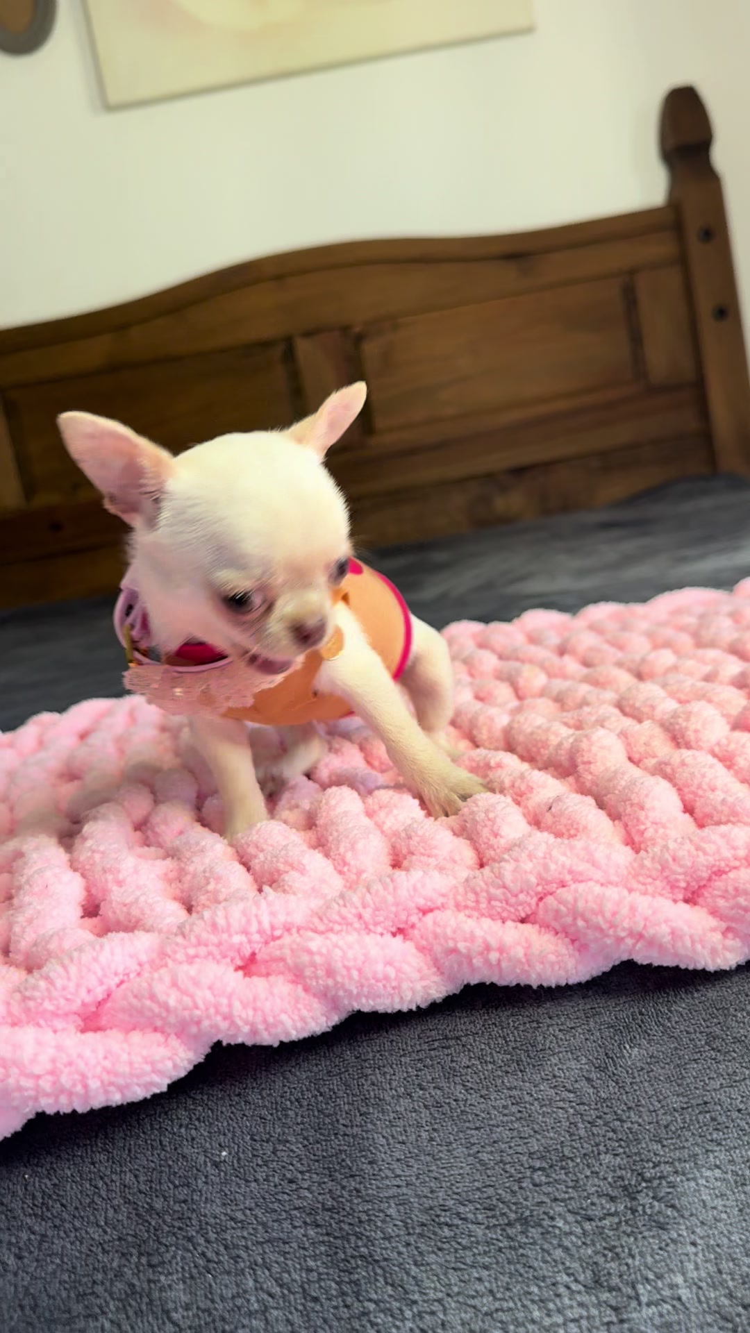 @teacupchihuahua