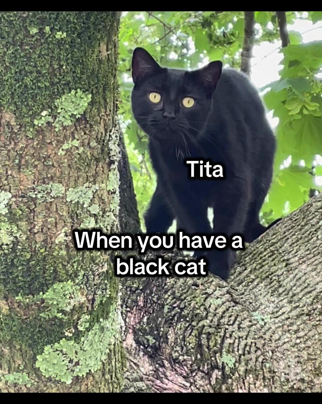 @The Appalachian kitties