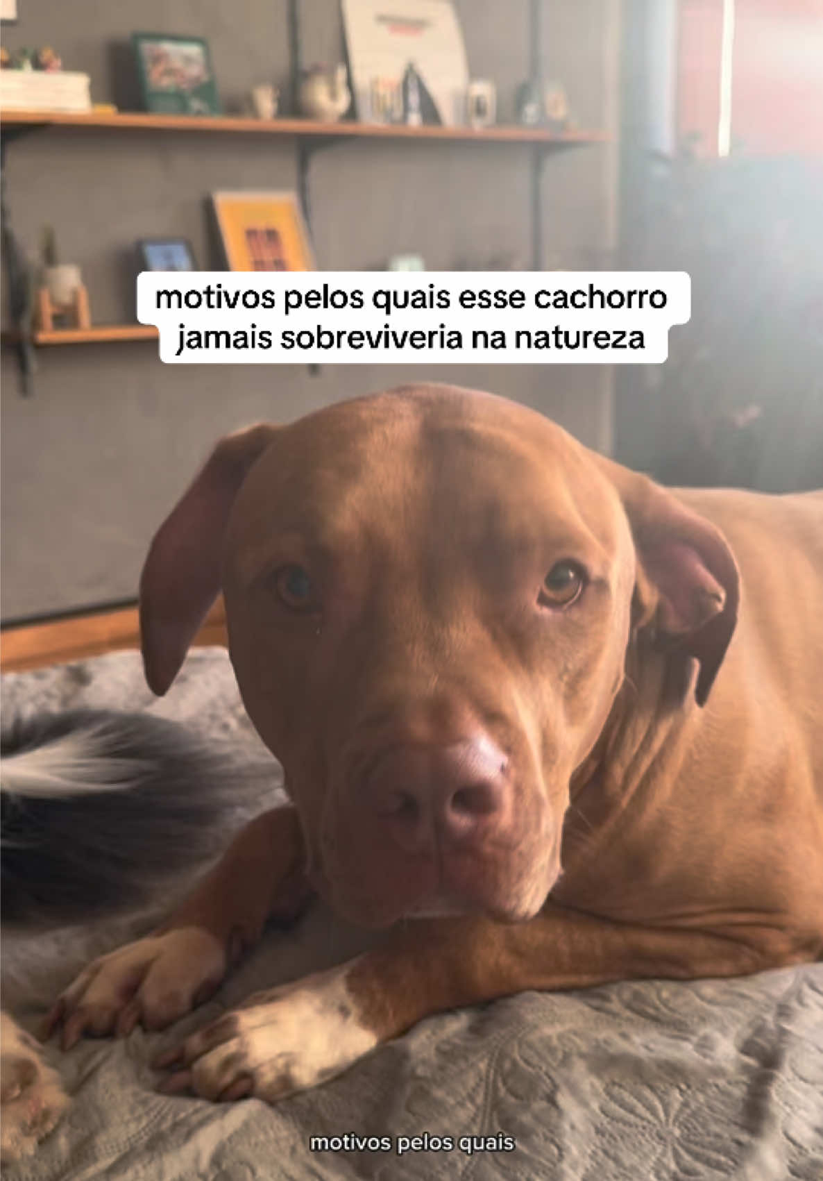 @2DOGSEMEIO