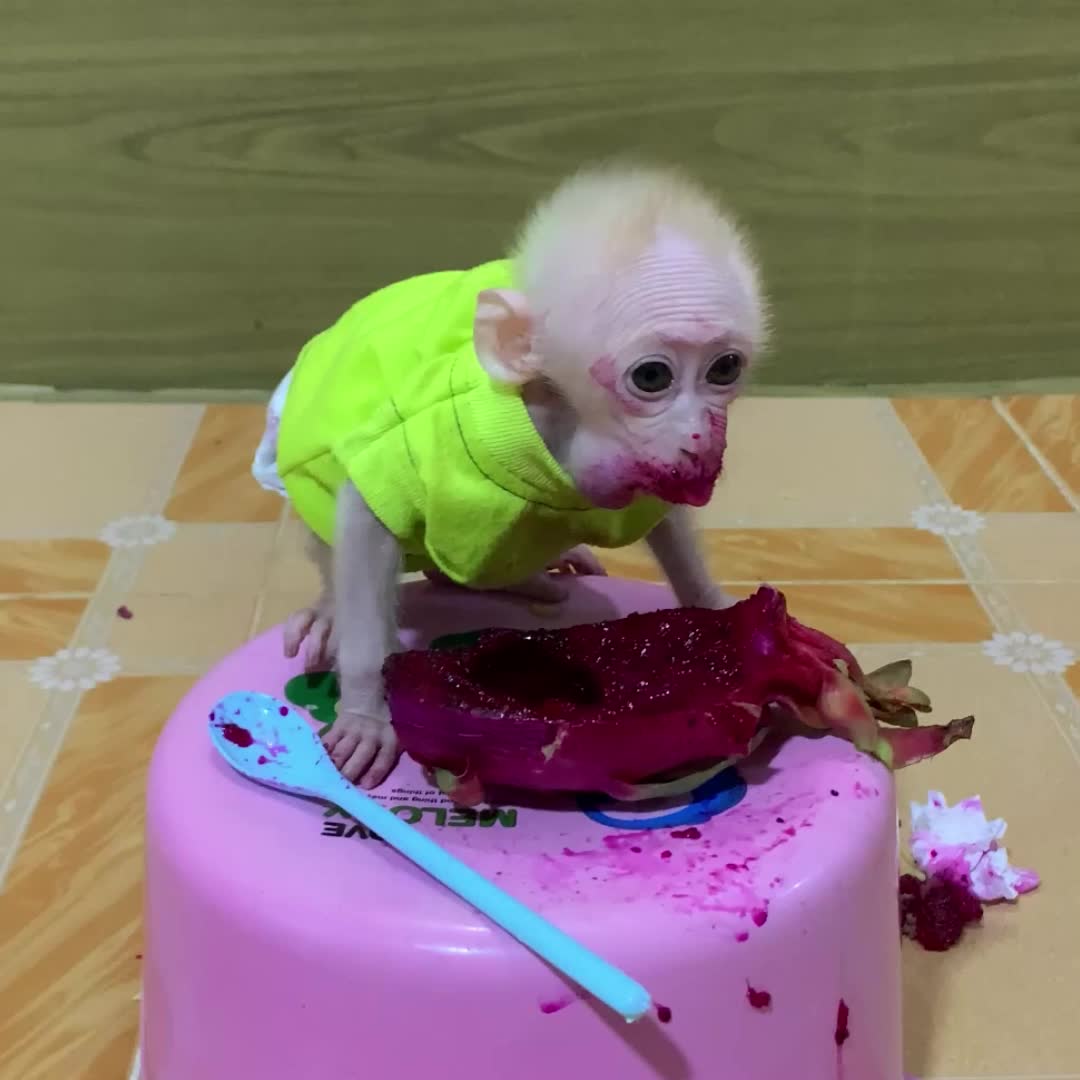 @Monkey TP