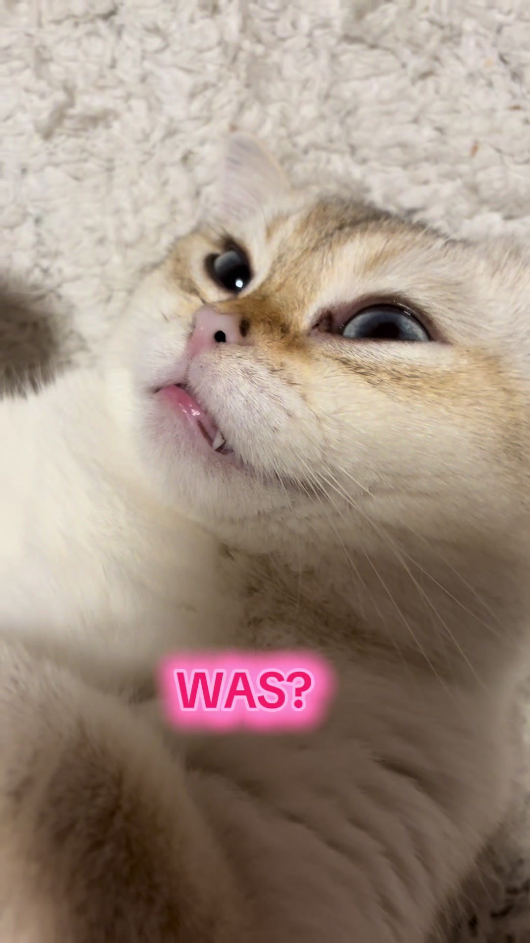 @Backet&Cosmo
