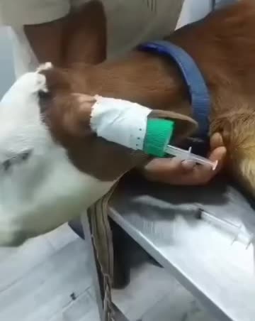 @Veterinaire Tizi-Ouzou