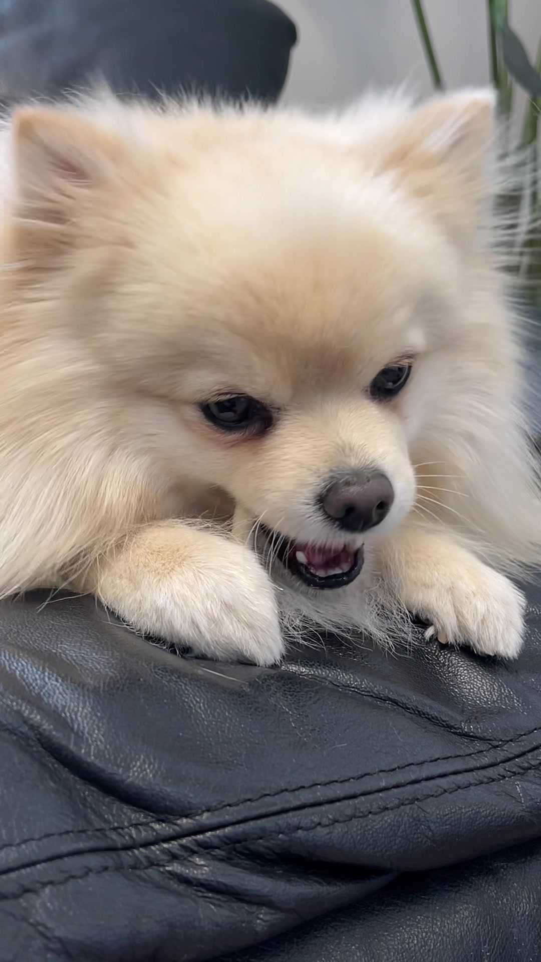 @beingmilothepom