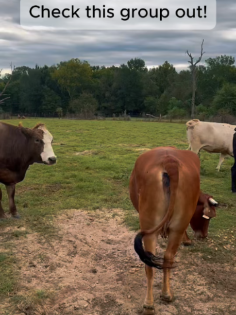 @Rutherford Land and Cattle