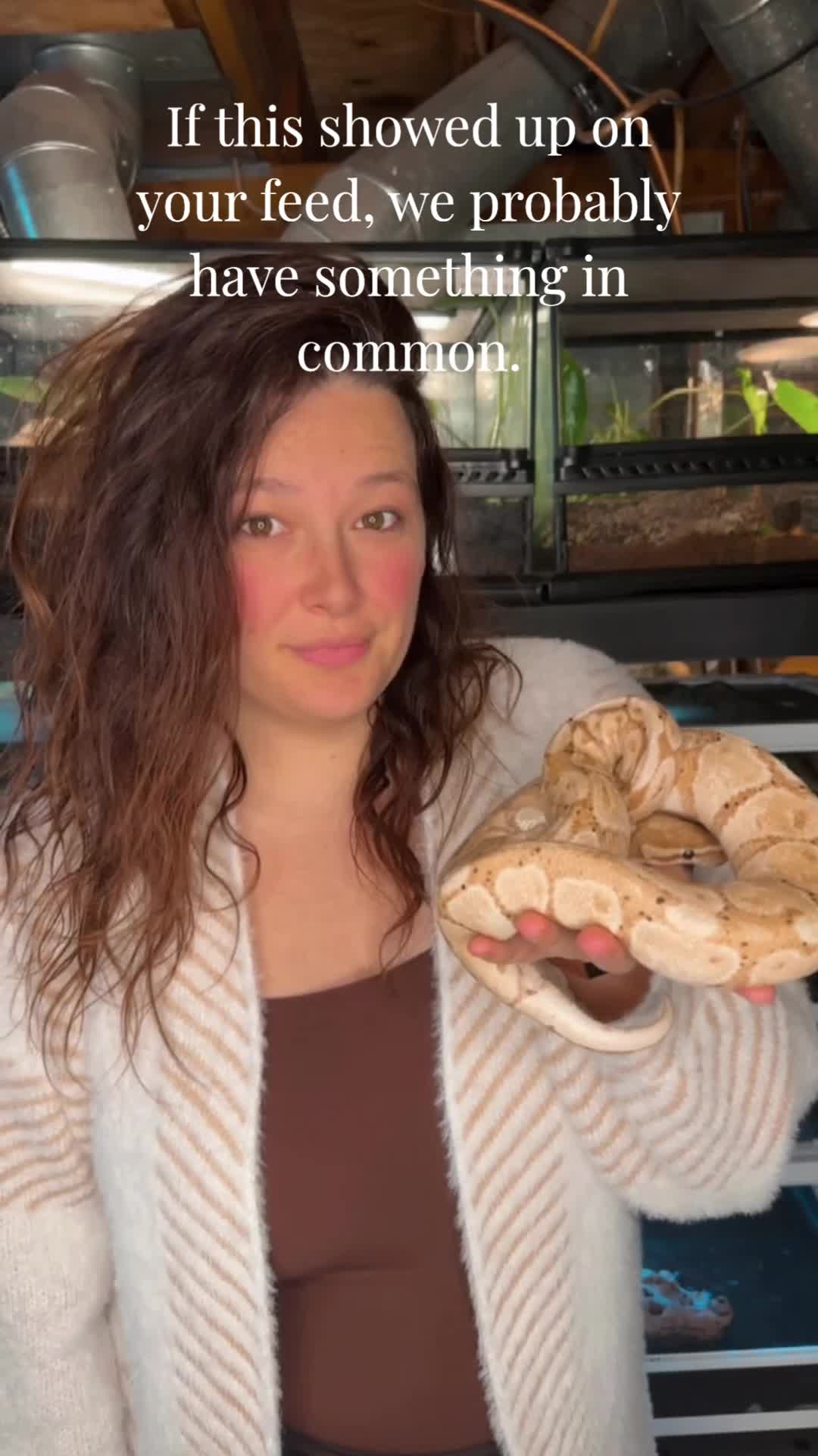 @ZA Reptiles