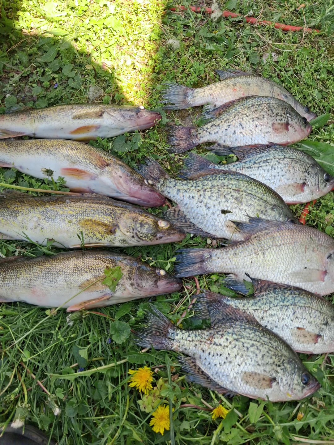 @Dave’s Lazy Baits