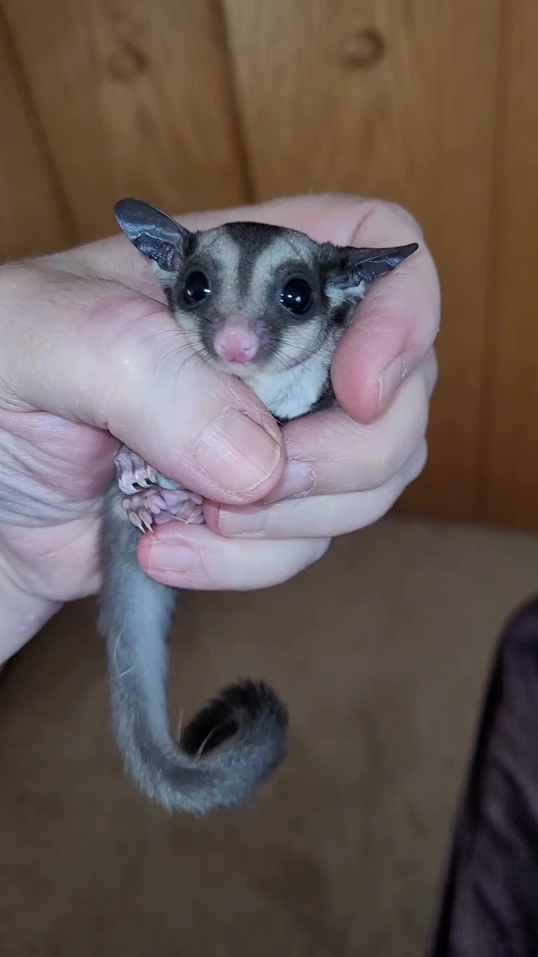 @My Little Exotic Zoo
