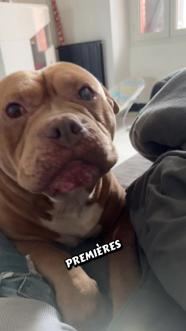 @🧩team bully🐶🧸