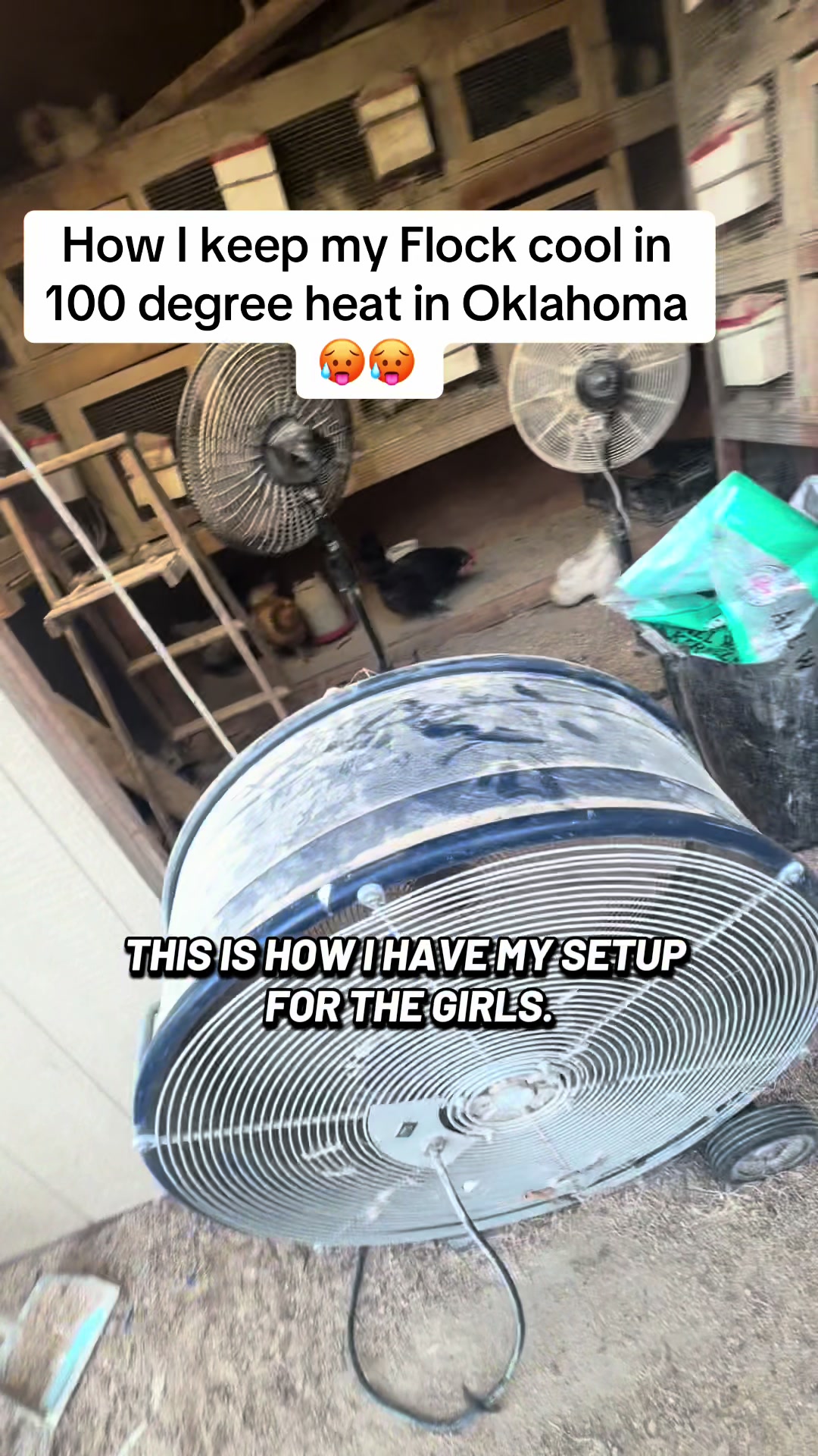 @NonniesFunnyFarm