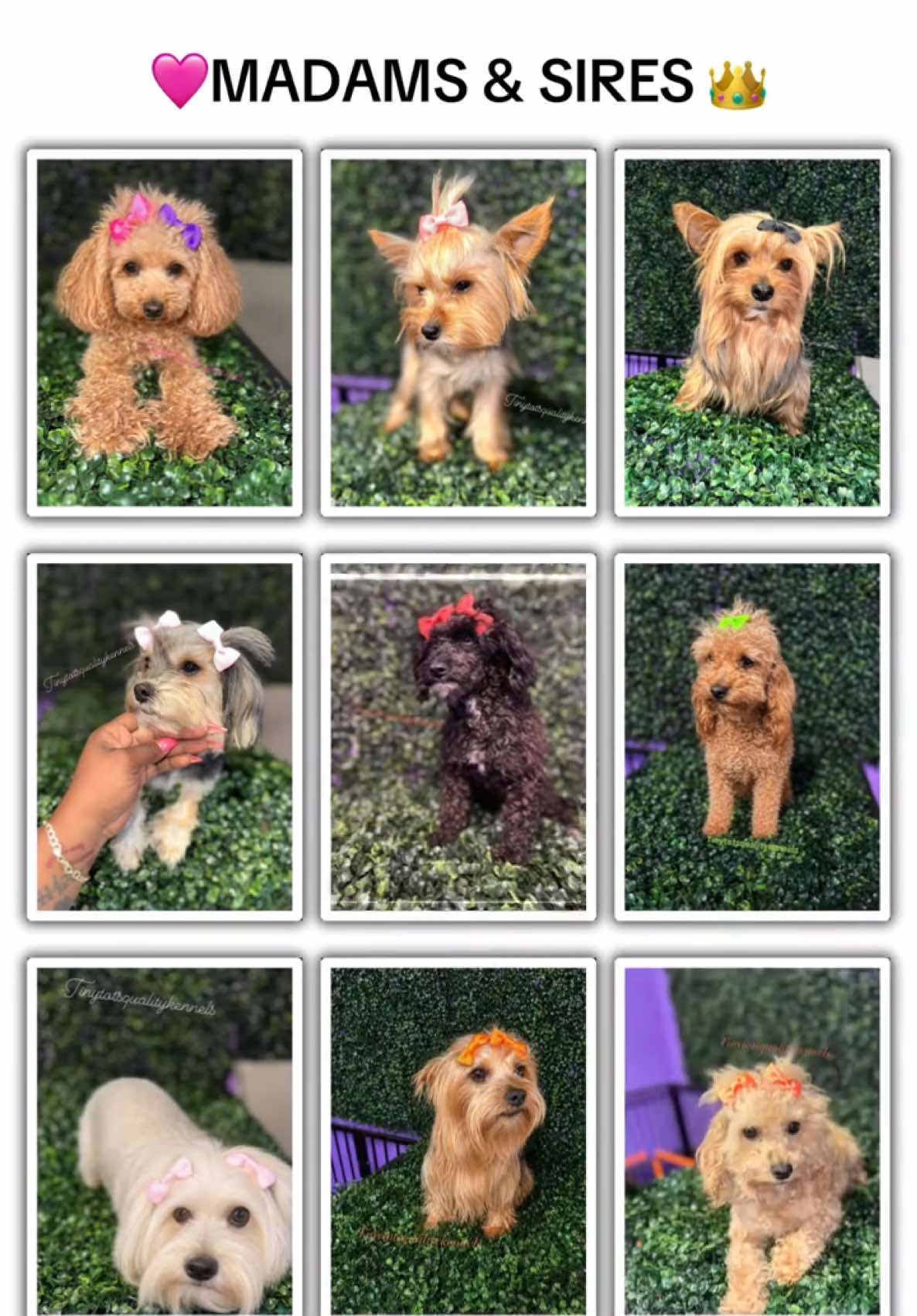 @Dog Lady
