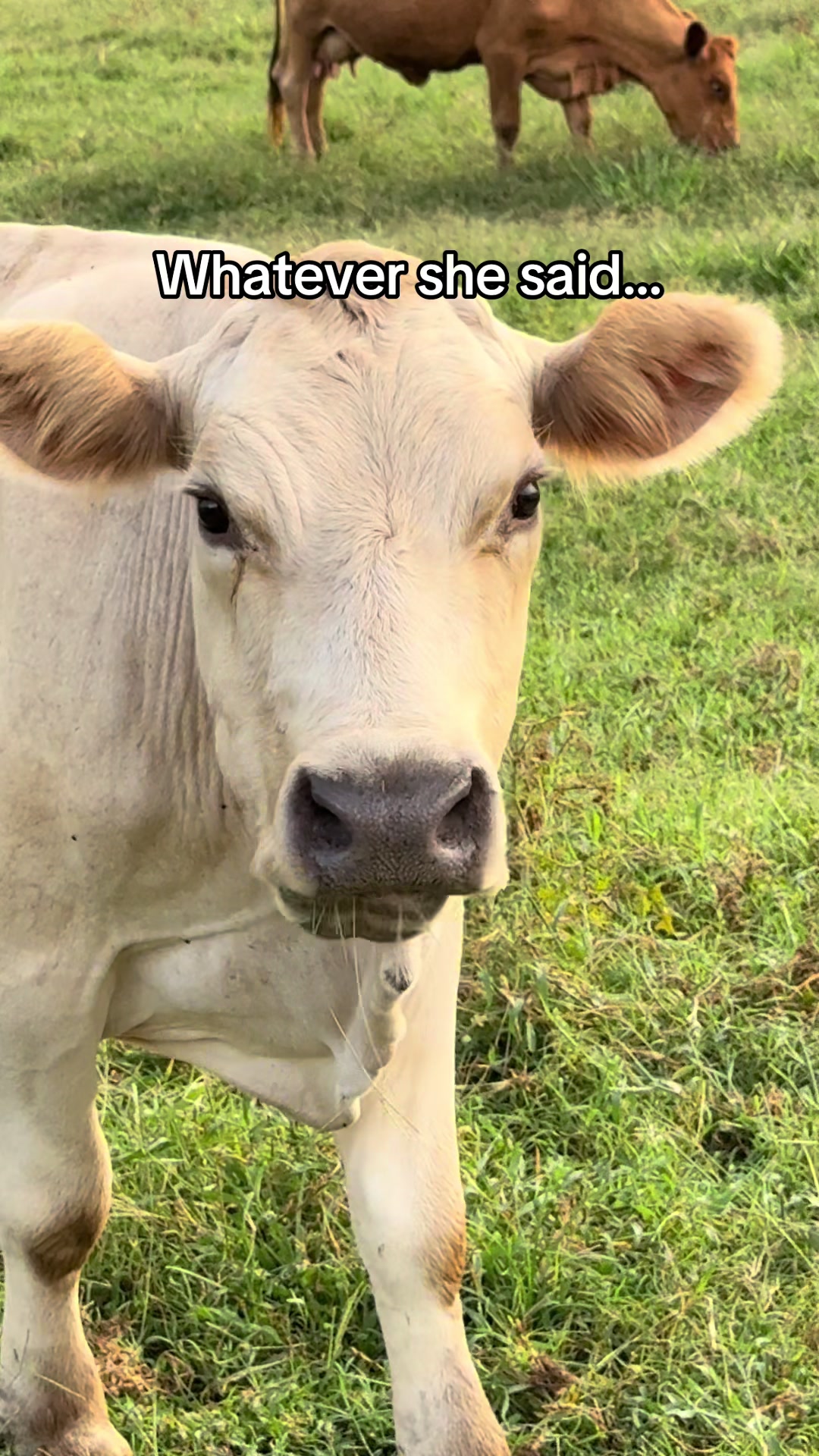 @Kristie_the_Pi🥉🐮❌