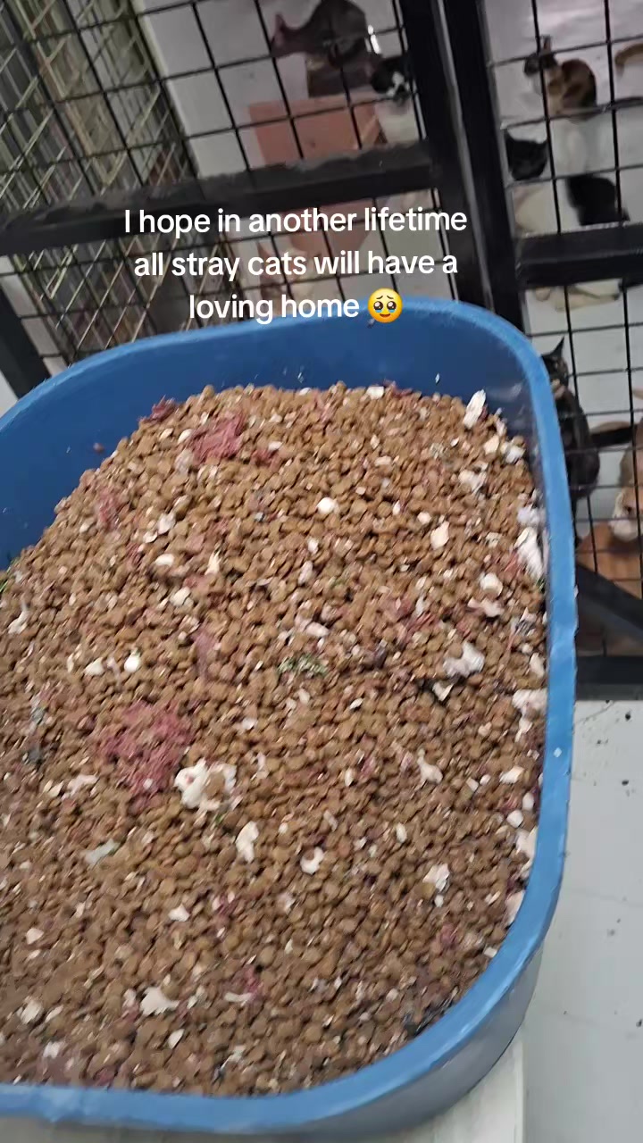 @mylharescues