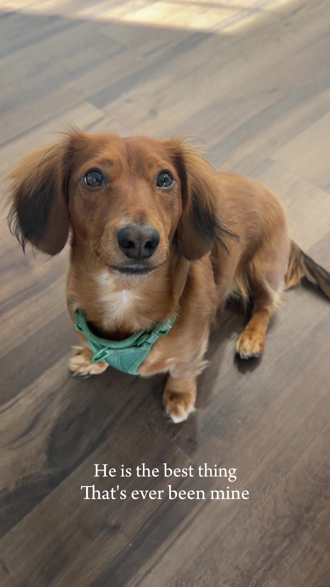 @charliebrownthedoxie