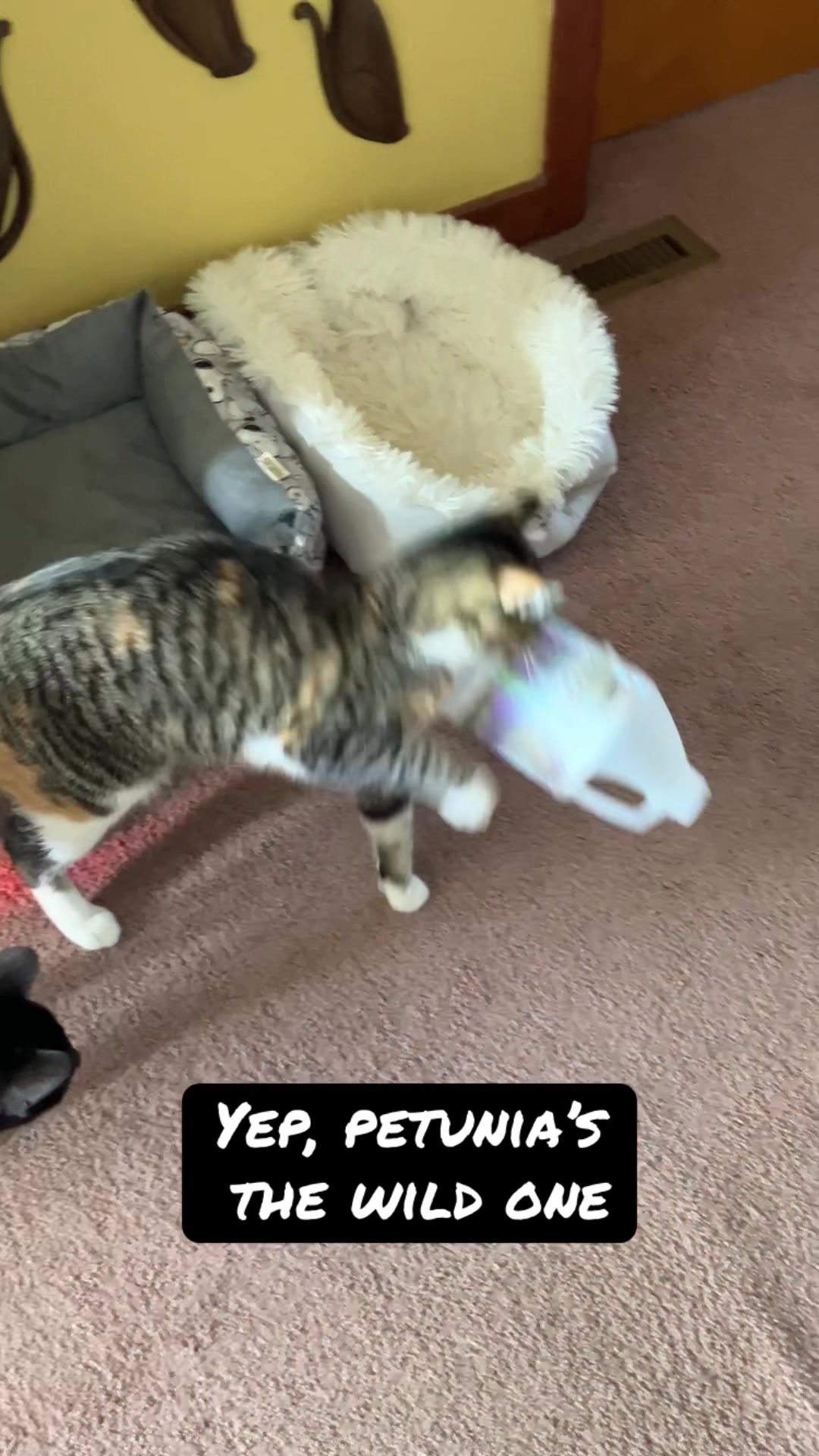 @DAISY, PETUNIA & COSMO