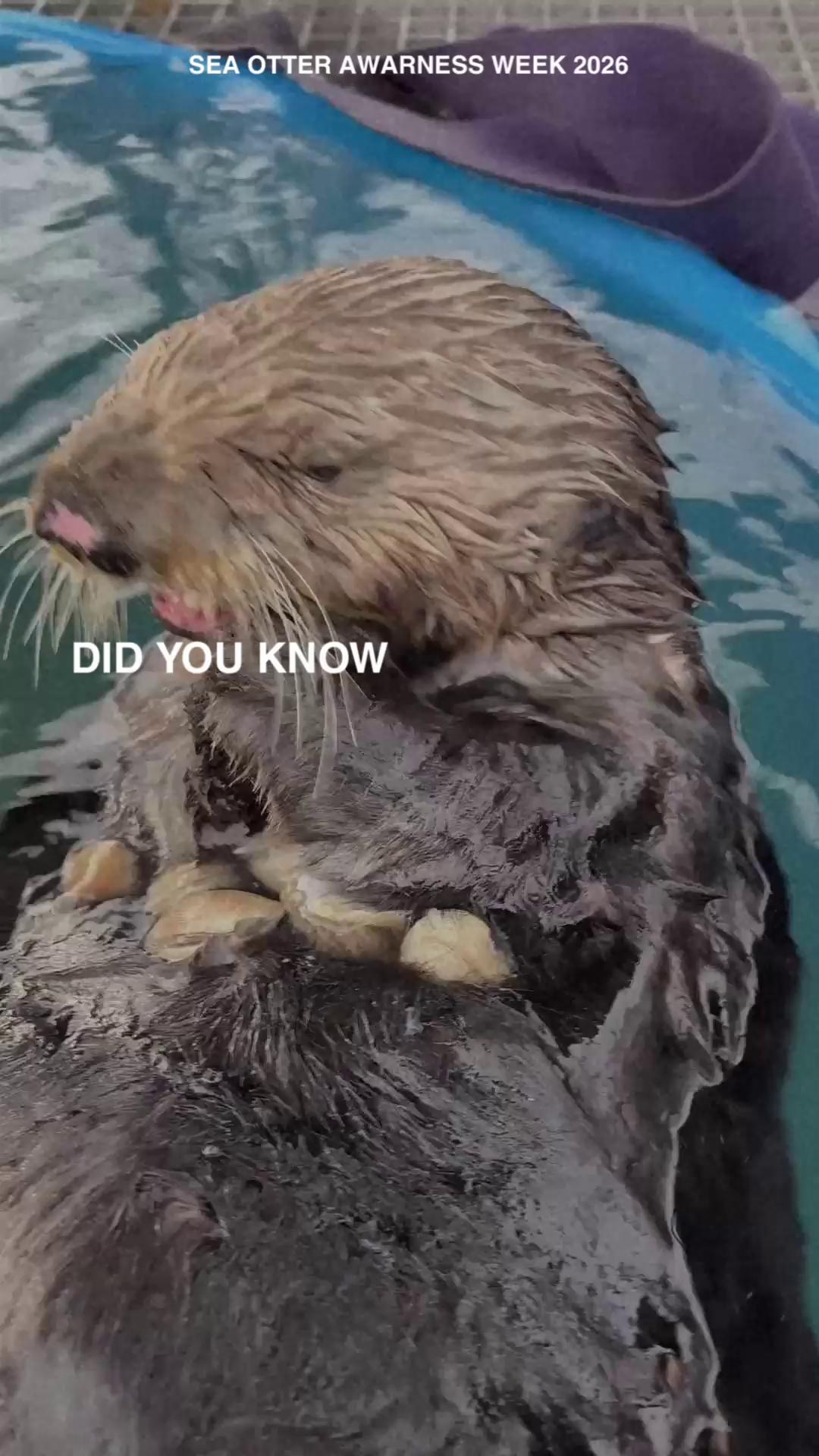 @Marine Mammal Rescue Society