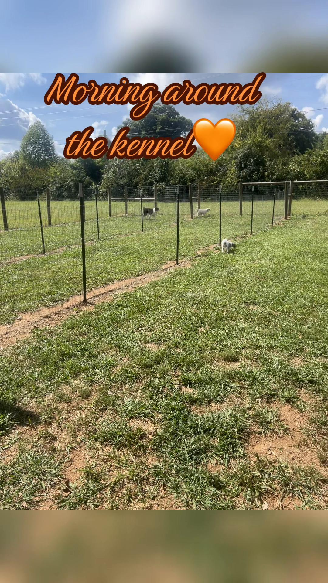 @Angie@k9kennels🐾