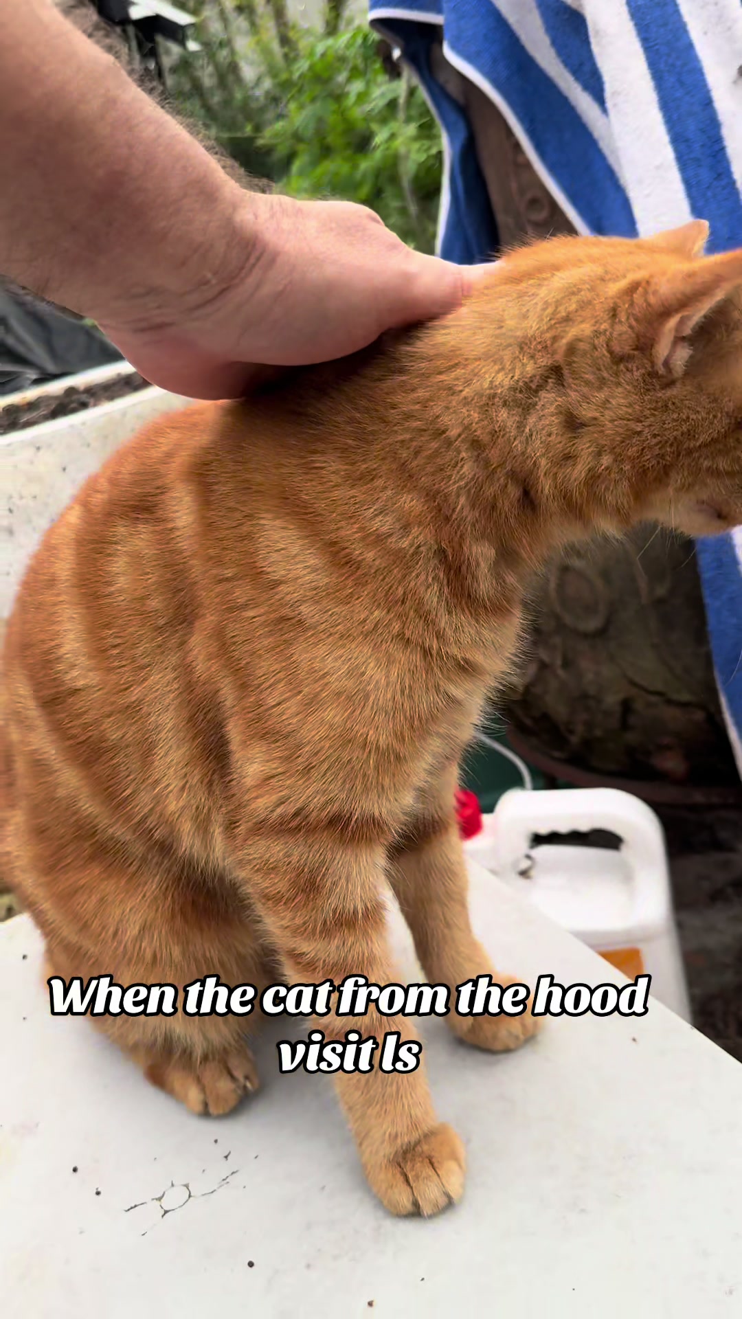 @Drew crazy cat guy