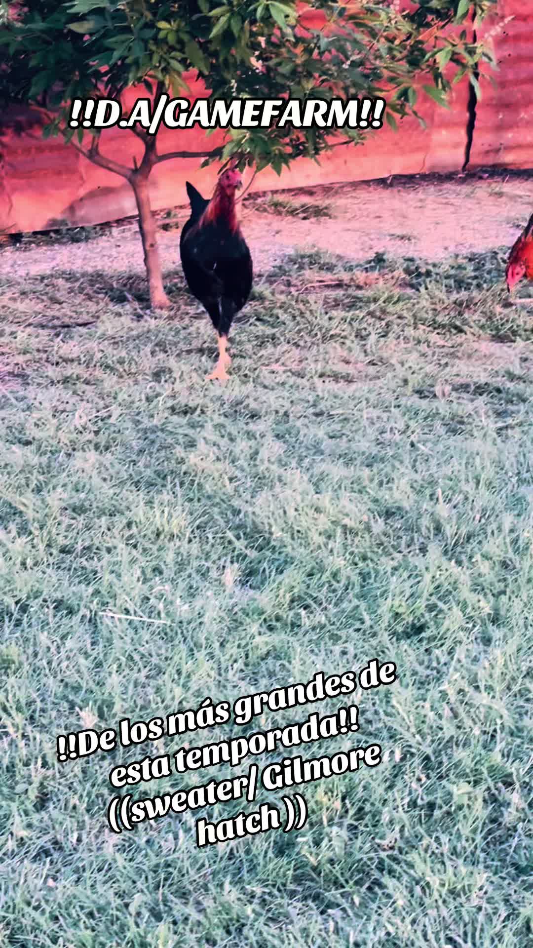 @DAgamefarm