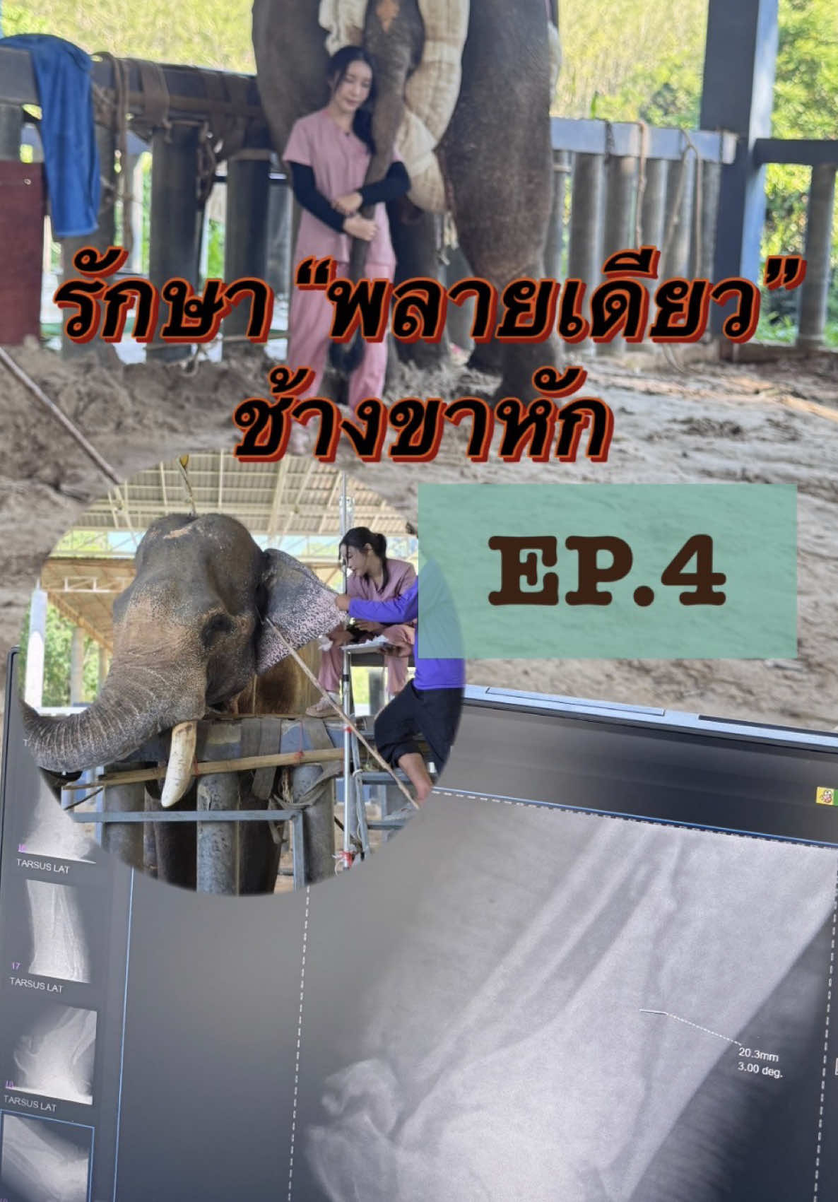 @หมอโบว์ รักษาช้าง
