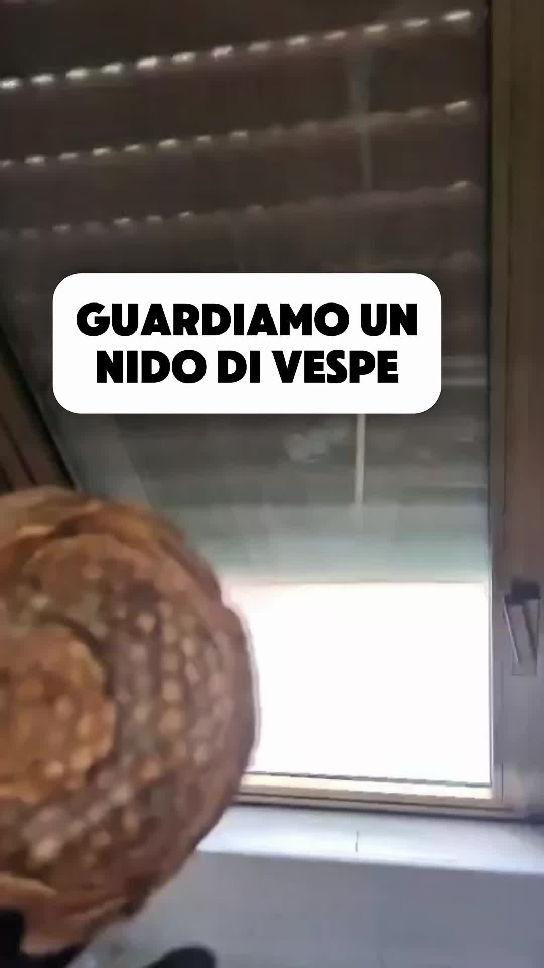 @FP Disinfestazioni