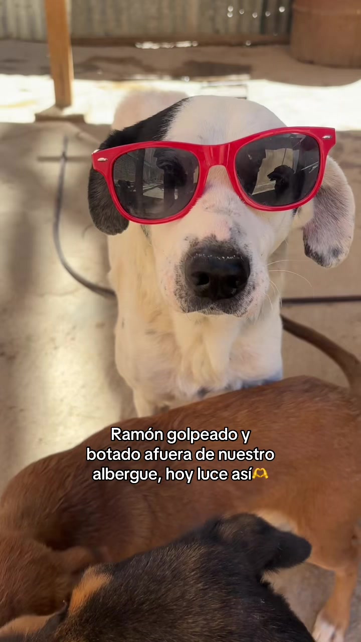 @Cómplices al rescate_11🐾