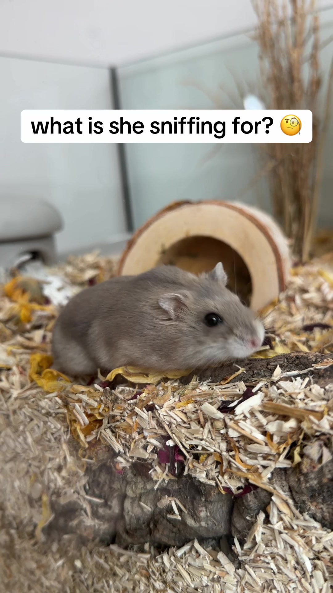@peanutthehamster1