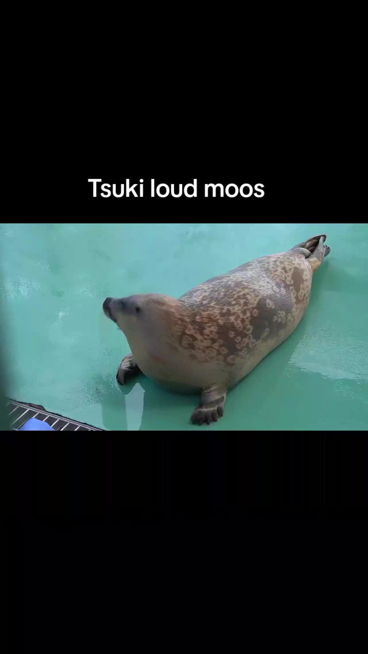 @Whysosealious?