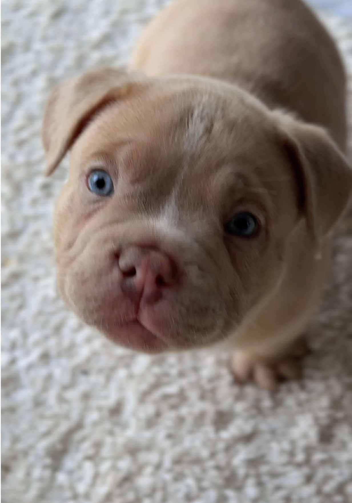 @TWO_BULLY