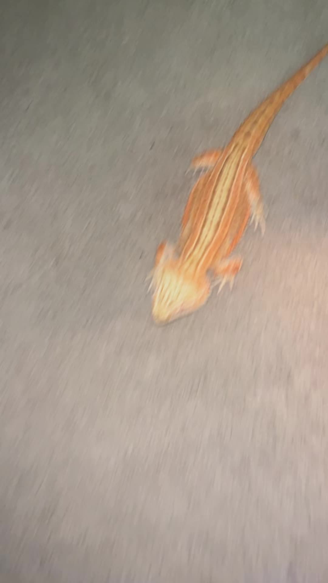 @Mezzy 🦎