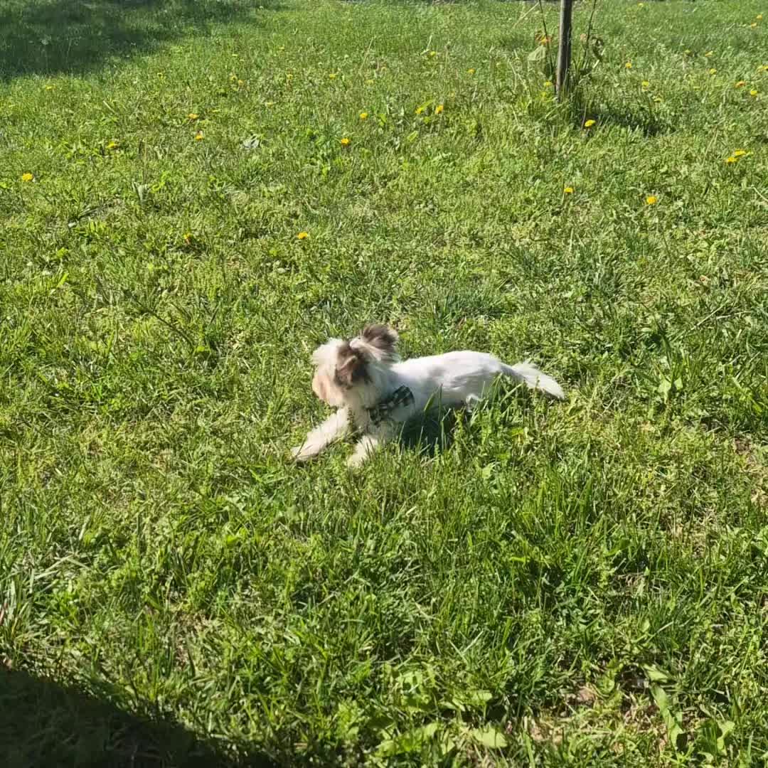 @Barb's Precious Pups