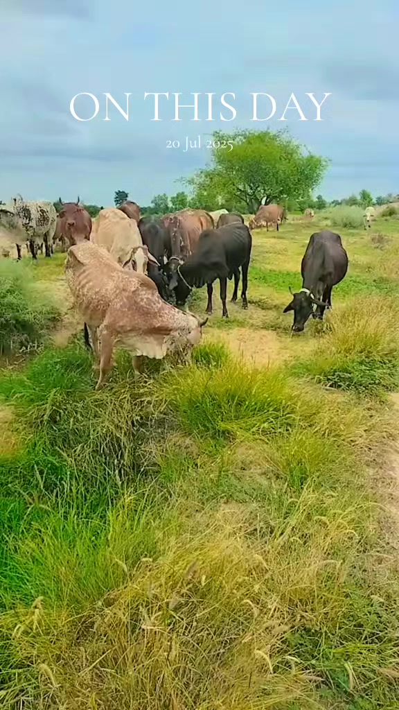 @Alishar 133