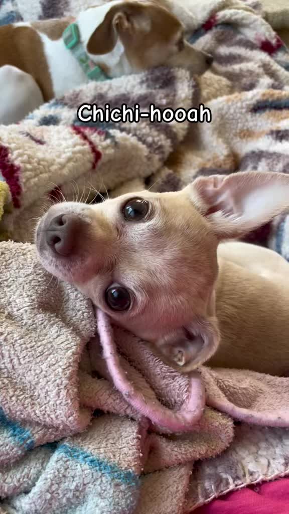 @Frankie the Chihuahua
