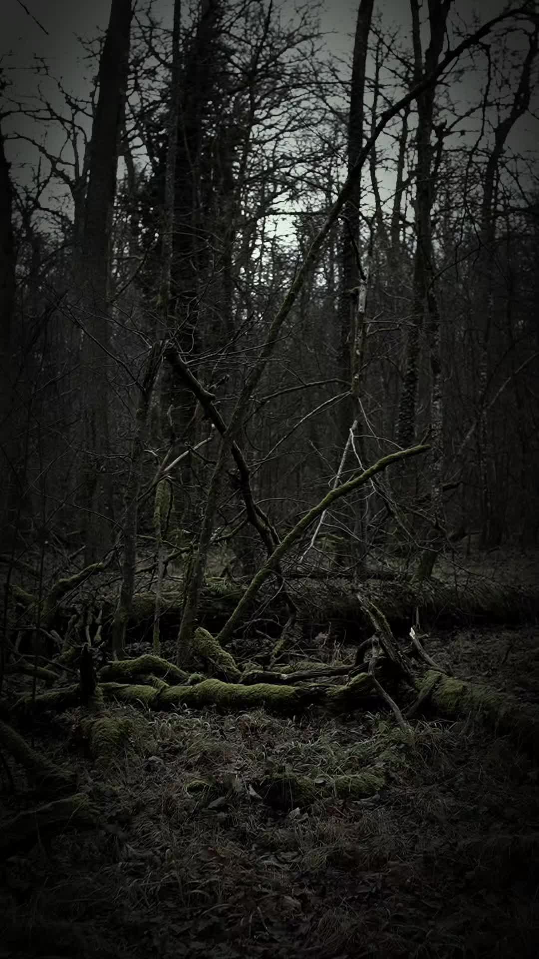 @TreeTales