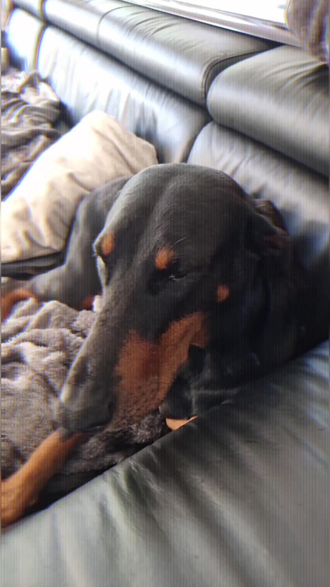 @DOBERMAedcheNHOCH2