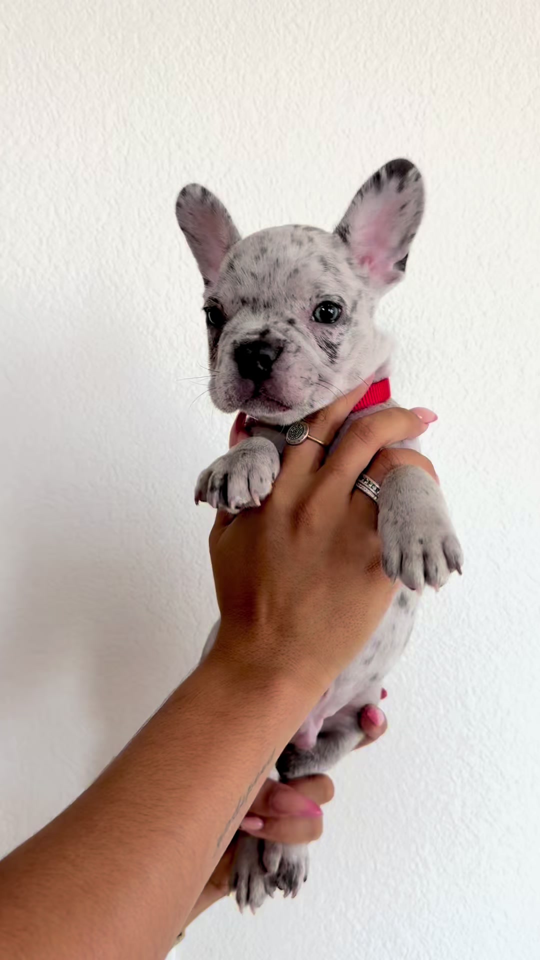 @frenchiesofvegas