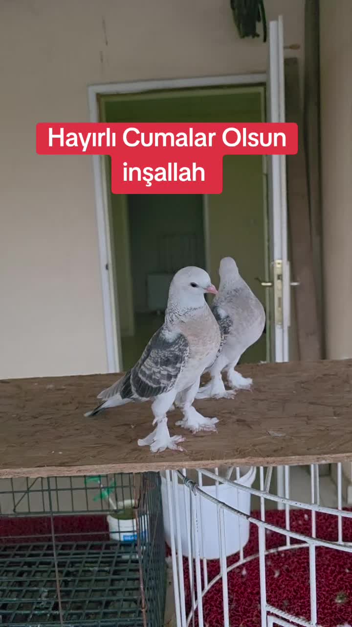 @Mahsum Kutluay