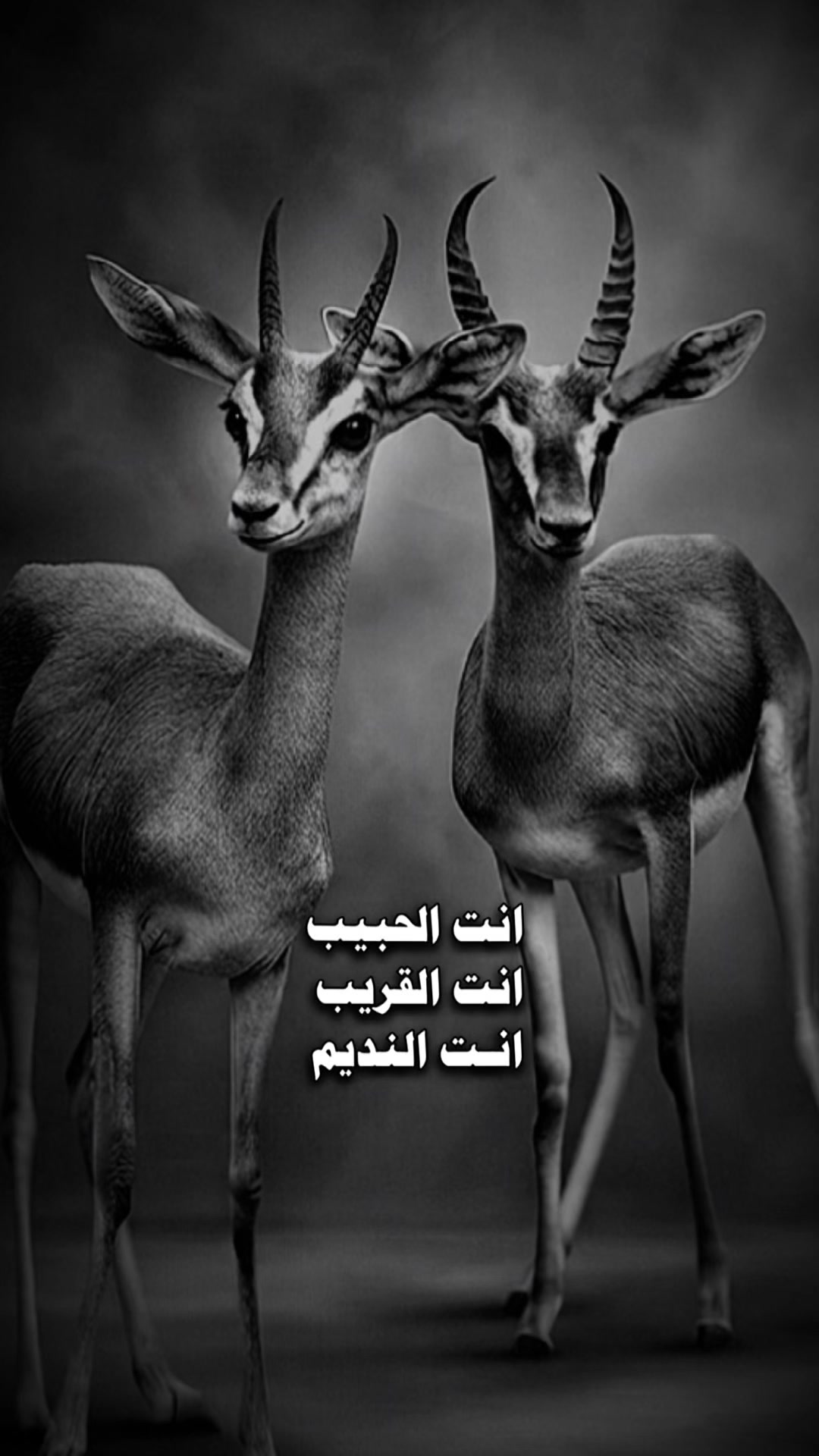 @﮼غزال🦌