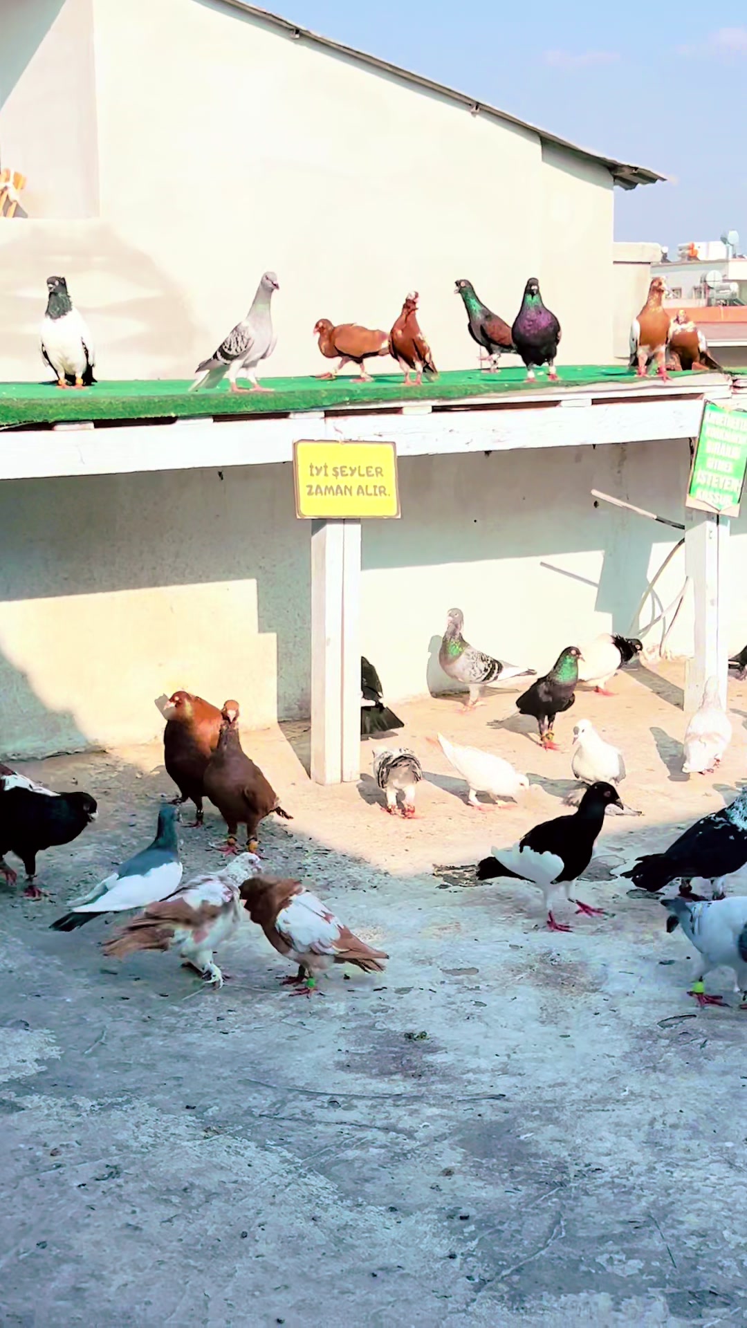 @🕊️ⓀⒶⓈⒶⓅ ⒼⓄⓀⒽⒶⓃ🕊️