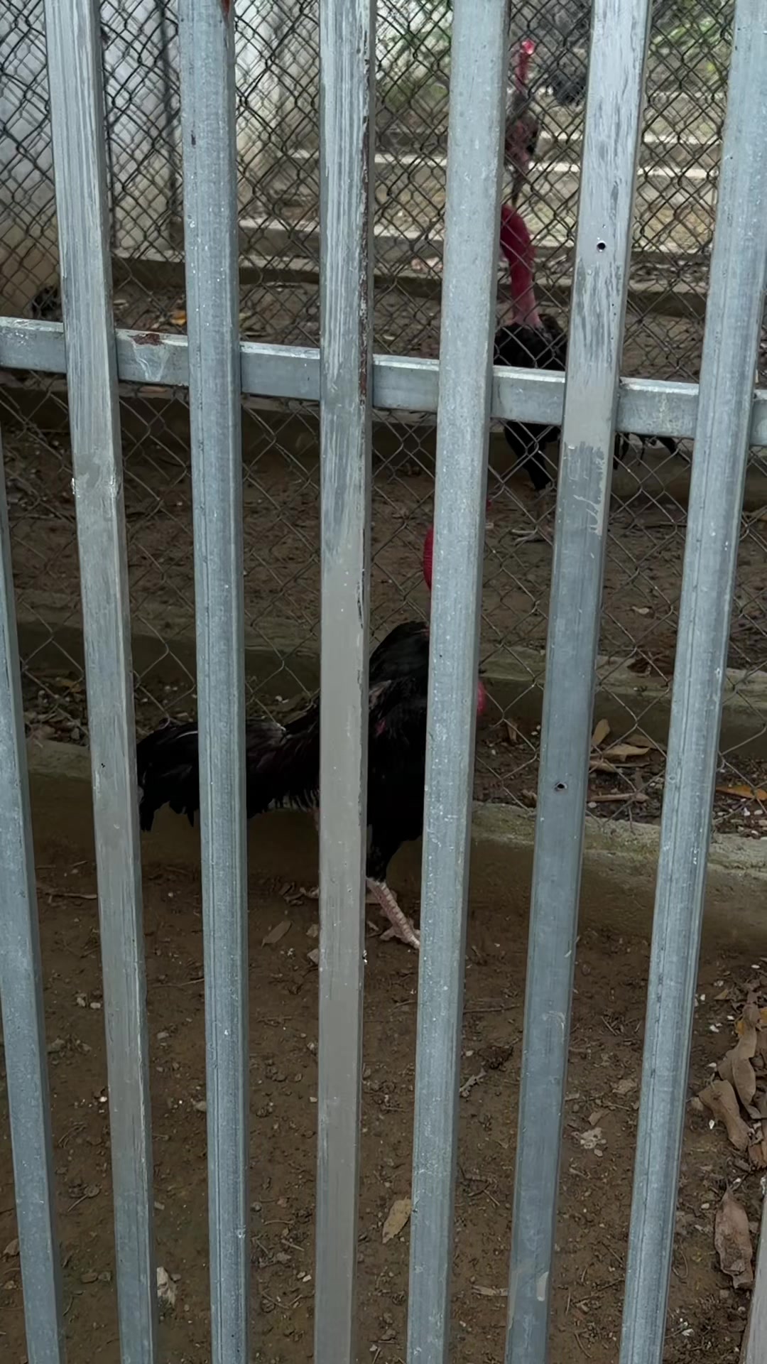 @Quốc khánh