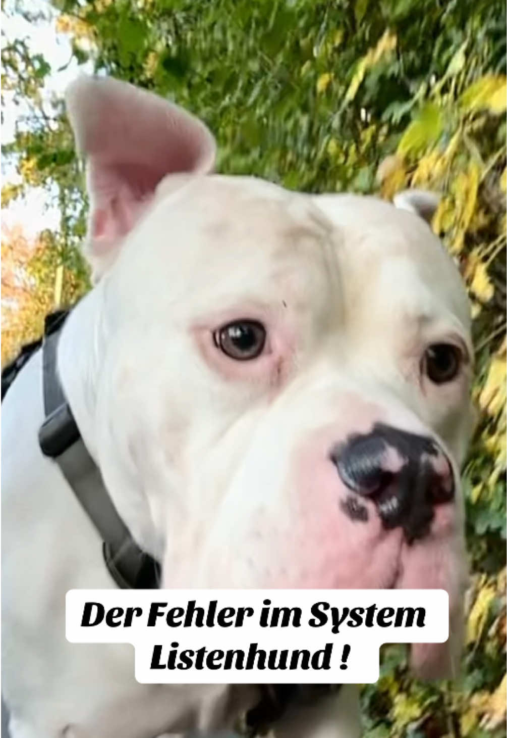 @daxter_the_bulldog