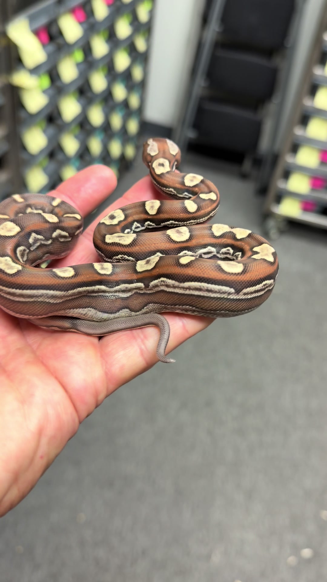 @Snake Country