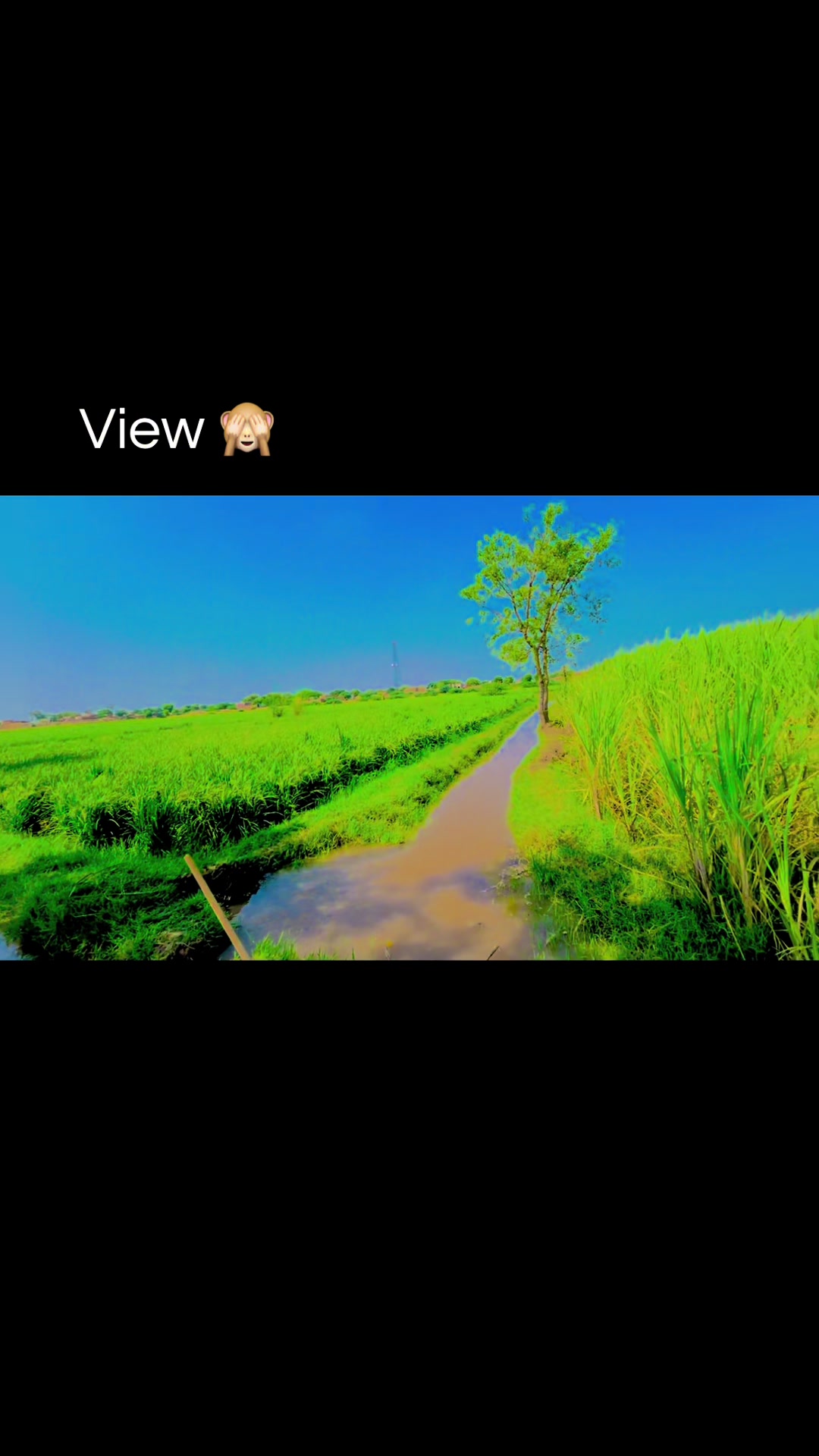 @🌾میں۔ میرا۔ پنڈ🎋