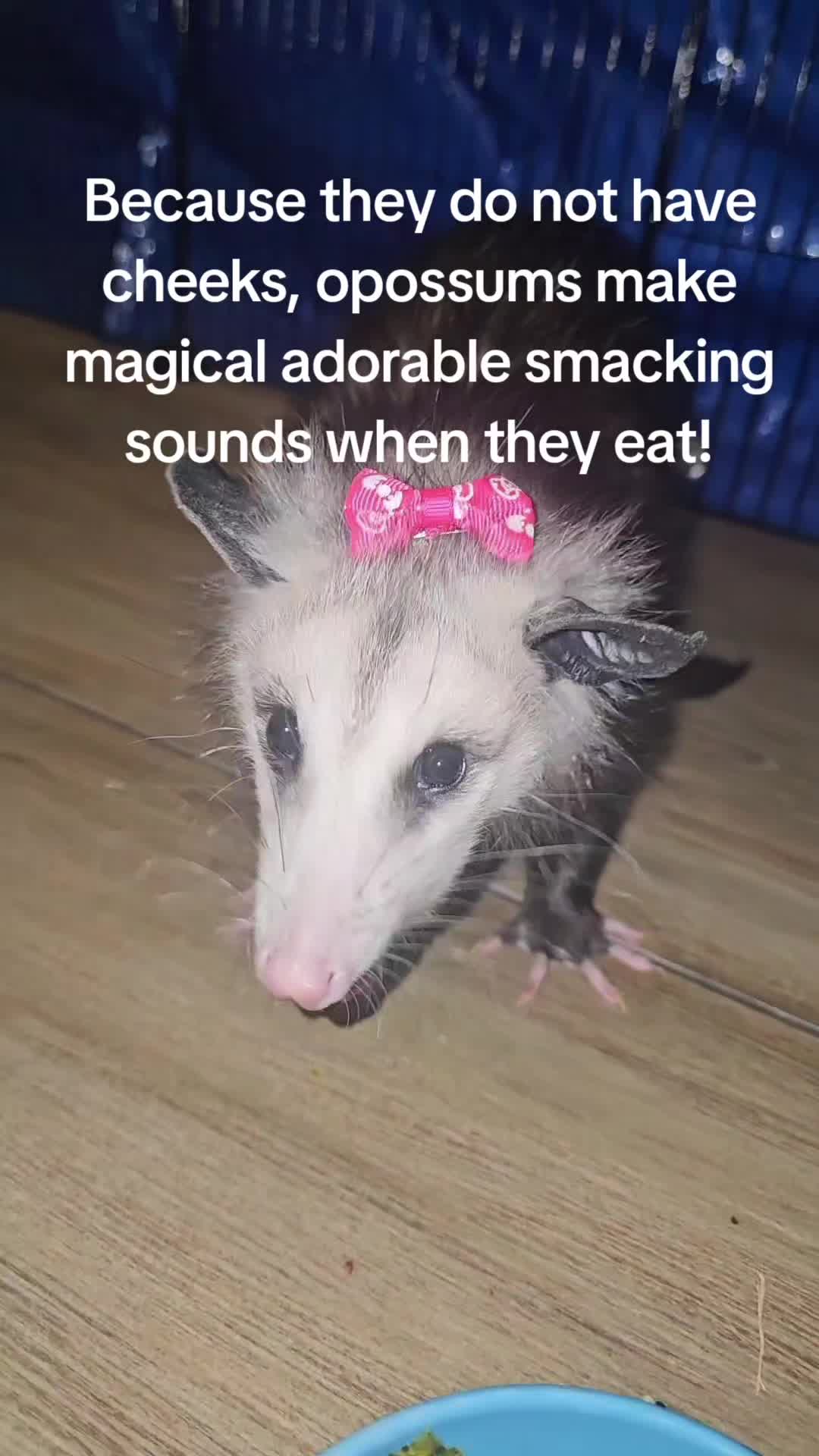 @OPOSSUM/DOG MOMMA Dea