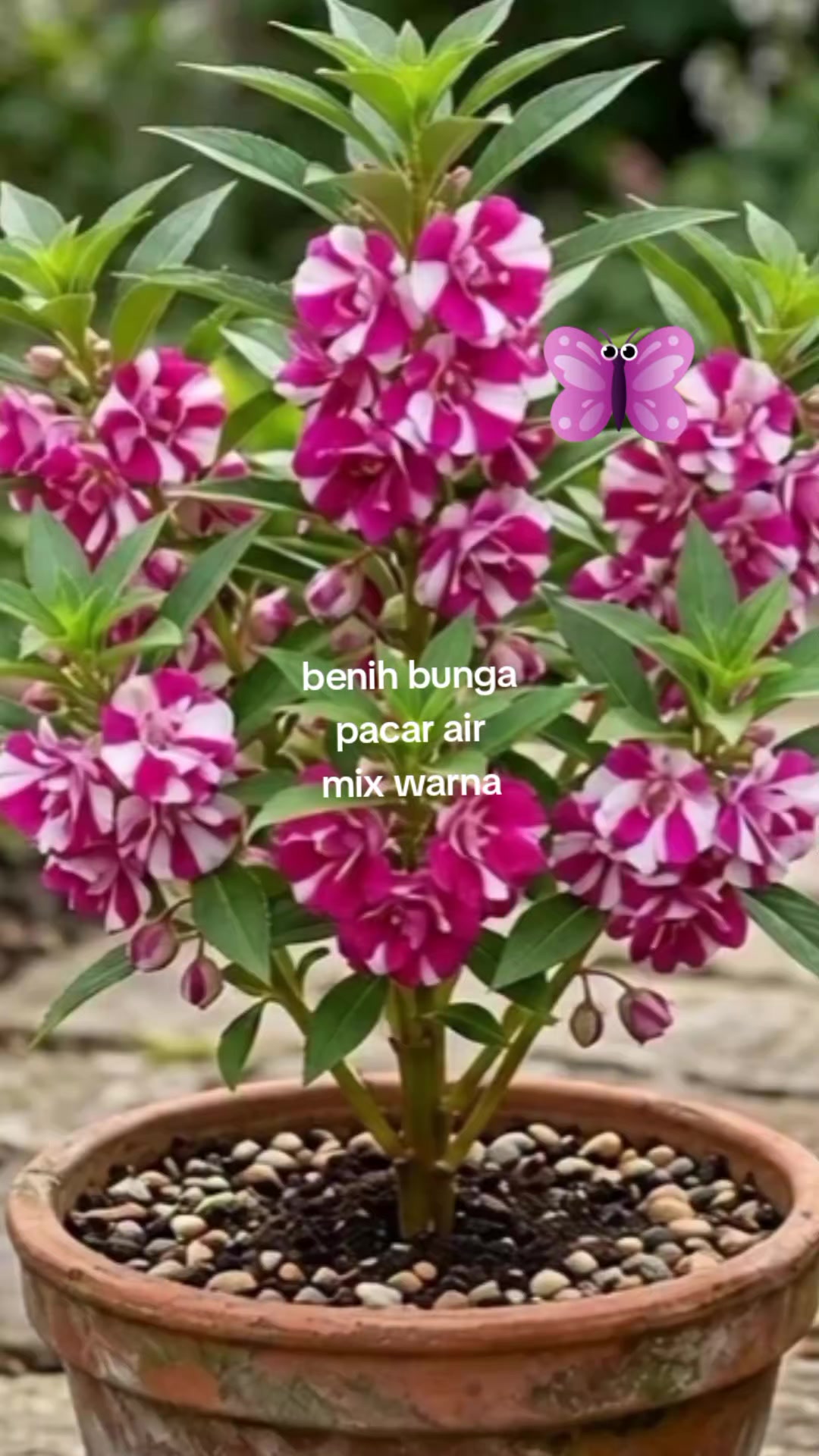 @NUNUNG INSANI