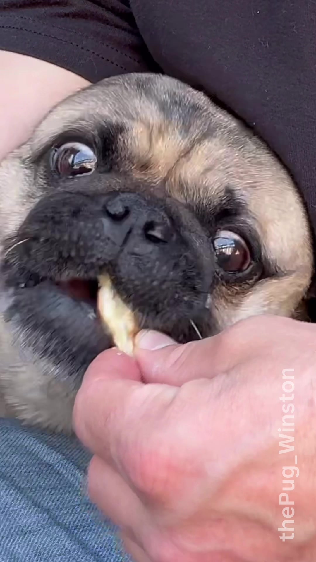 @Winston the Pug
